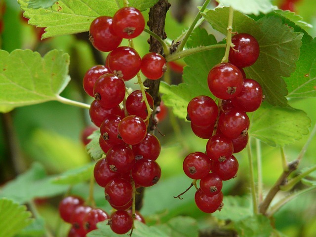 red-currant-8408_640