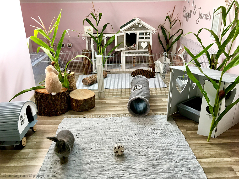 Indoor bunny clearance houses